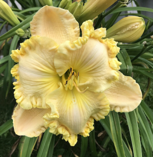 Ghislaine Grenier Larose